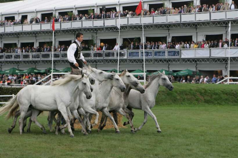 Namiot VIP Neptunus Etagehal Waregem Koerse Waregem